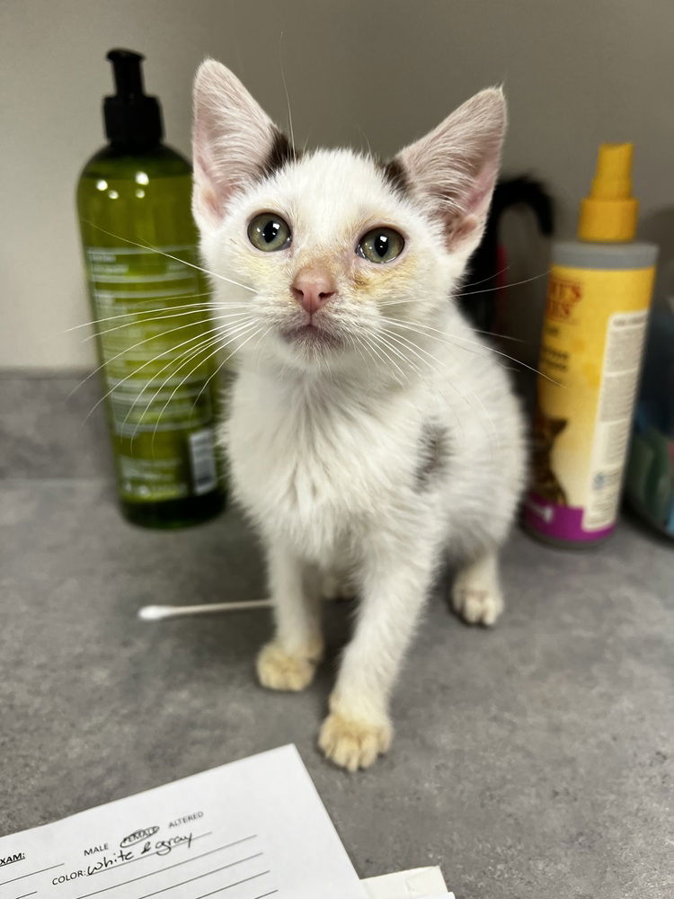 adoptable Cat in Bemidji, MN named Tinker