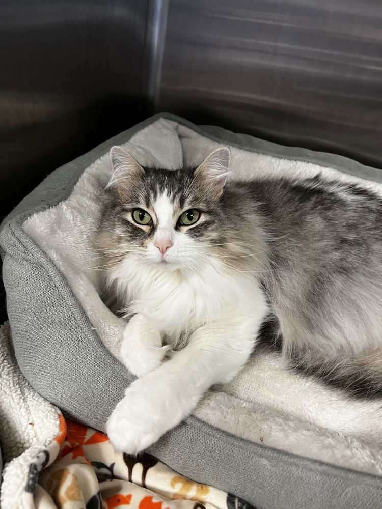 adoptable Cat in Bemidji, MN named Samantha