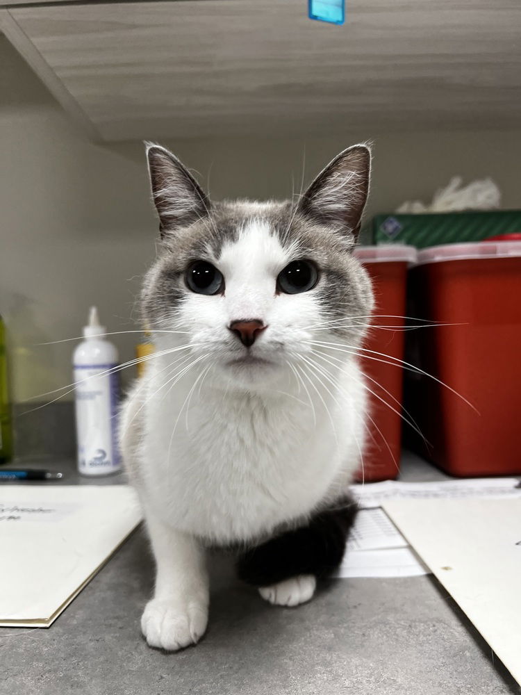 adoptable Cat in Bemidji, MN named Chanel