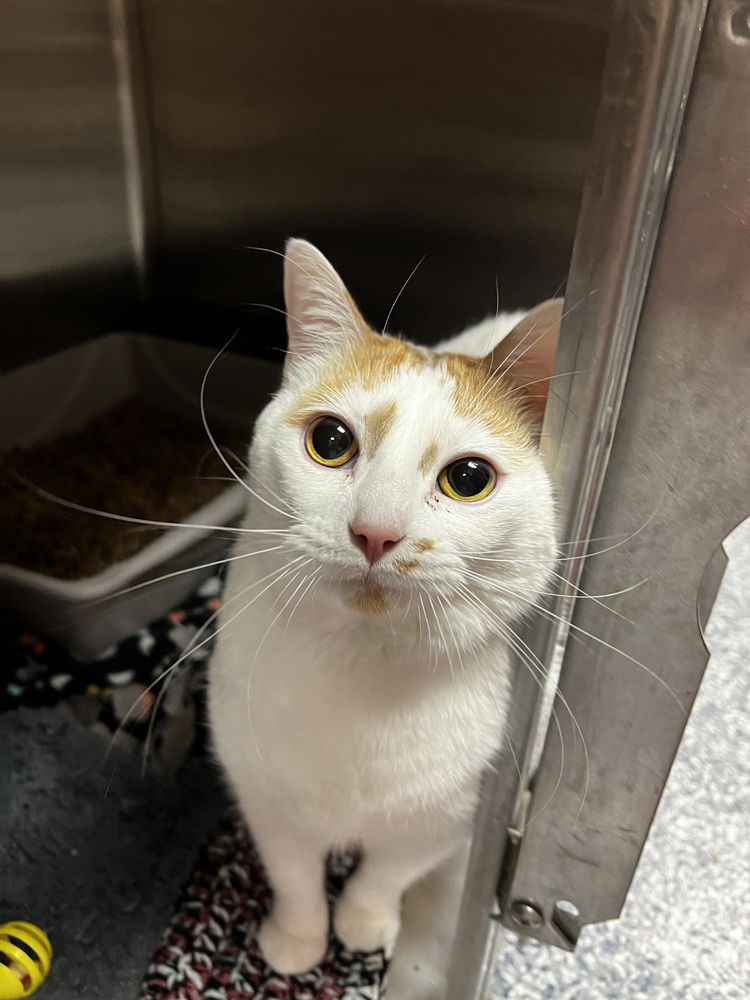 adoptable Cat in Bemidji, MN named Nala