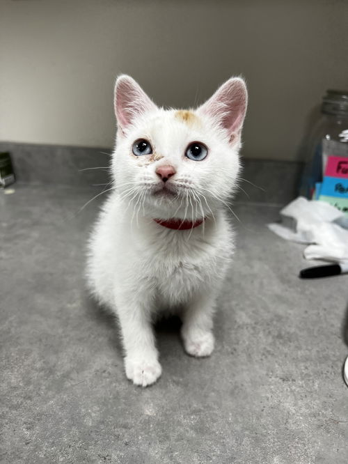 picture of the cat needing adoption