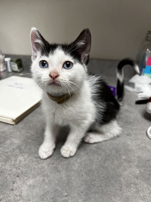 picture of the cat needing adoption