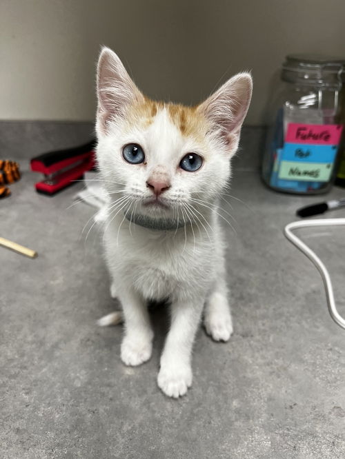 picture of the cat needing adoption