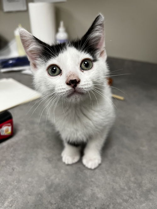 picture of the cat needing adoption