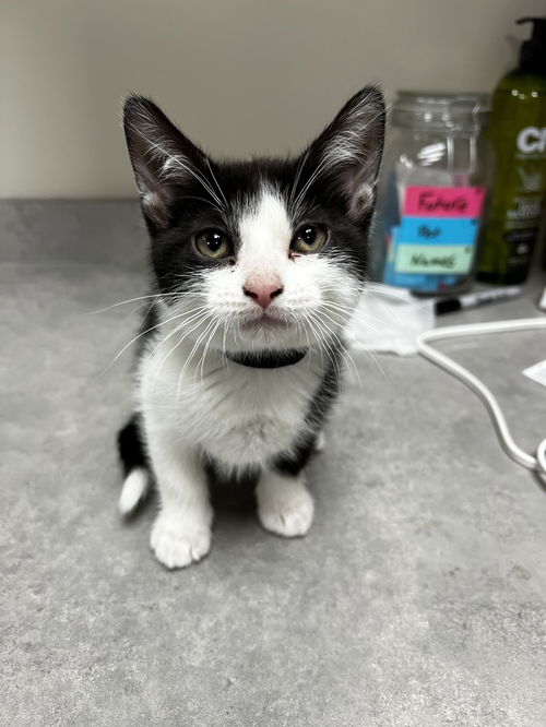 picture of the cat needing adoption