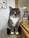 adoptable Cat in , MN named Cedrick