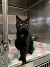 adoptable Cat in , MN named Licorice