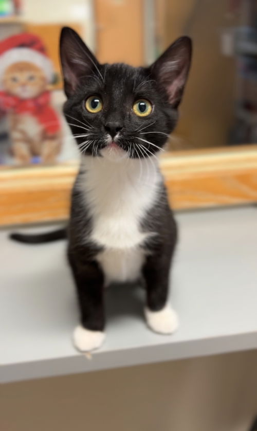 picture of the cat needing adoption