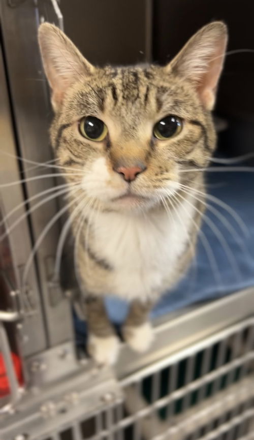 picture of the cat needing adoption