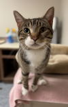 adoptable Cat in Bemidji, MN named Crow