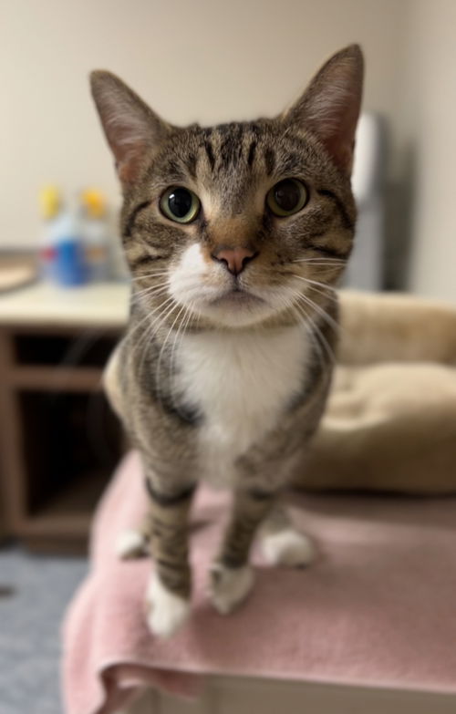 picture of the cat needing adoption