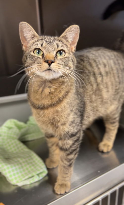 picture of the cat needing adoption
