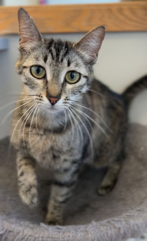 picture of the cat needing adoption