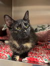 adoptable Cat in bemidji, MN named Oreo