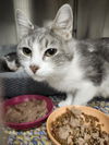 adoptable Cat in bemidji, MN named Skye
