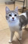 adoptable Cat in Bemidji, MN named Skye