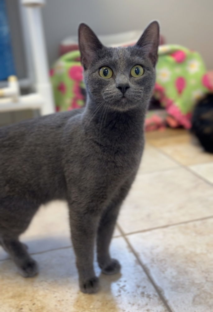 adoptable Cat in Bemidji, MN named Rainee