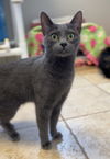 adoptable Cat in bemidji, MN named Rainee