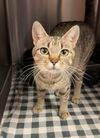 adoptable Cat in Bemidji, MN named Cleo
