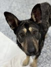 adoptable Dog in  named Daisy