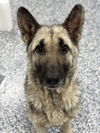 adoptable Dog in  named Betty