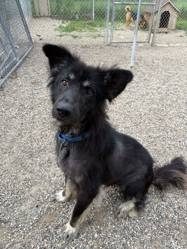adoptable Dog in Bemidji, MN named Bear