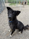 adoptable Dog in , MN named Bear