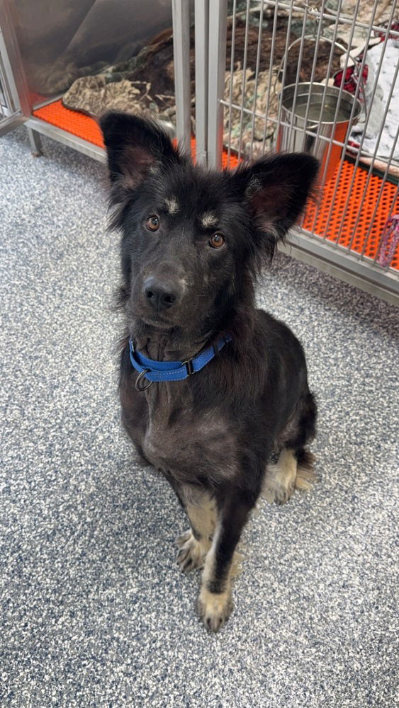 adoptable Dog in Bemidji, MN named Bear