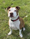 adoptable Dog in bemidji, MN named Mulligan