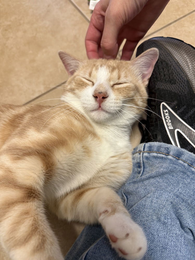 adoptable Cat in Bemidji, MN named Kratos
