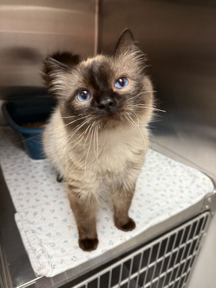 adoptable Cat in Bemidji, MN named Swiss Roll