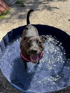 adoptable Dog in bemidji, MN named Rebel