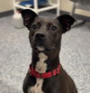 adoptable Dog in  named Rebel