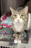 adoptable Cat in bemidji, MN named Tom