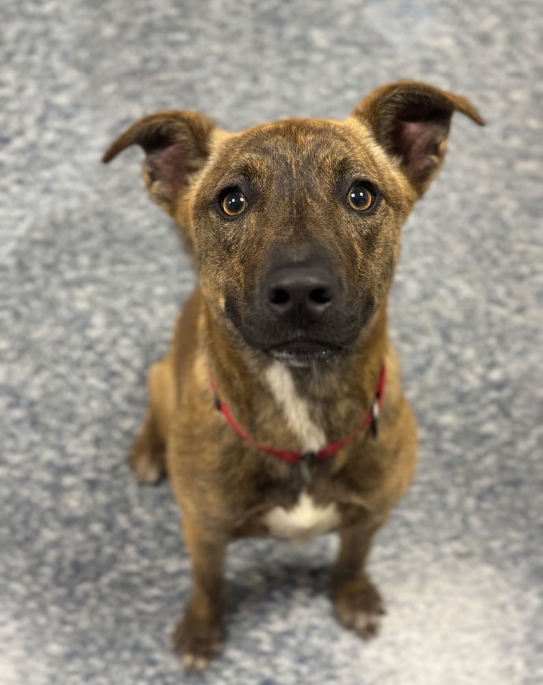 adoptable Dog in Bemidji, MN named Firecracker