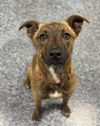 adoptable Dog in  named Firecracker