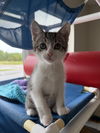 adoptable Cat in bemidji, MN named Pickles