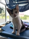 adoptable Cat in bemidji, MN named Sippi