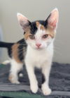 adoptable Cat in , MN named Sippi
