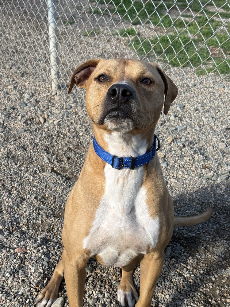 adoptable Dog in Bemidji, MN named Tiny