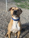adoptable Dog in bemidji, MN named Tiny