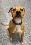adoptable Dog in , MN named Tiny