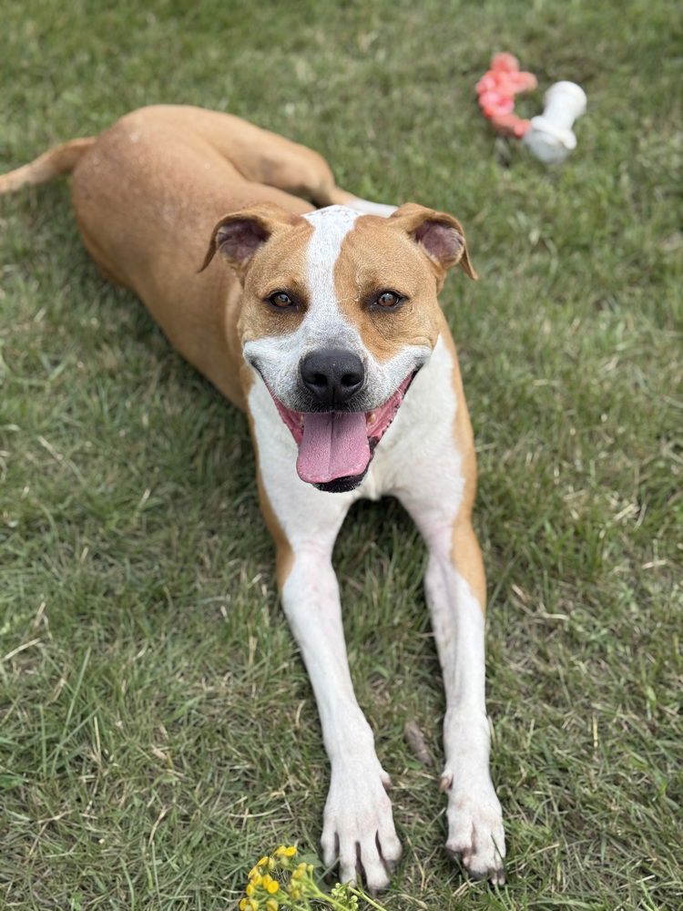 adoptable Dog in Bemidji, MN named Mighty