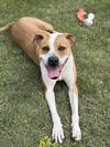 adoptable Dog in bemidji, MN named Mighty