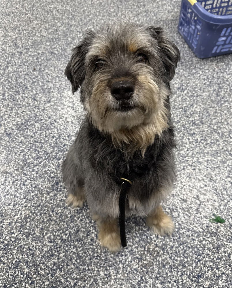 adoptable Dog in Bemidji, MN named Nina