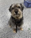 adoptable Dog in bemidji, MN named Nina
