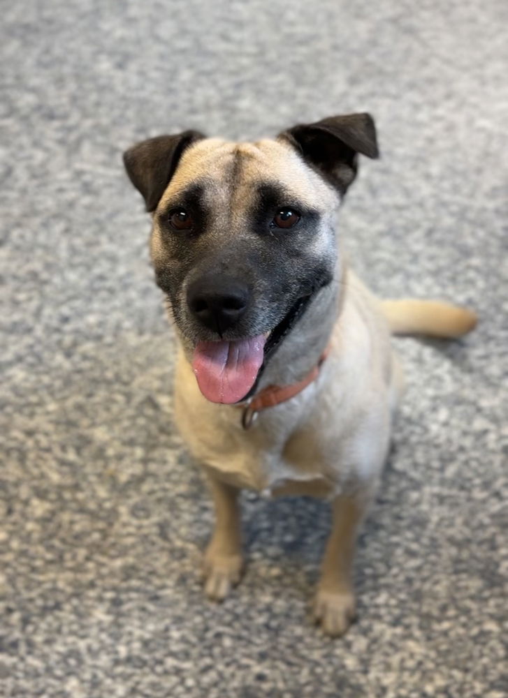 adoptable Dog in Bemidji, MN named Rosie