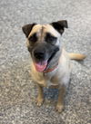 adoptable Dog in bemidji, MN named Rosie