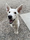 adoptable Dog in  named Kanga