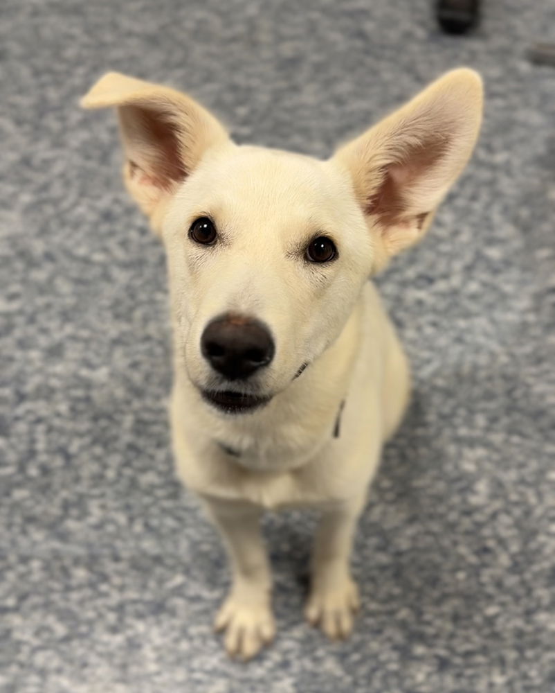 adoptable Dog in Bemidji, MN named Kanga
